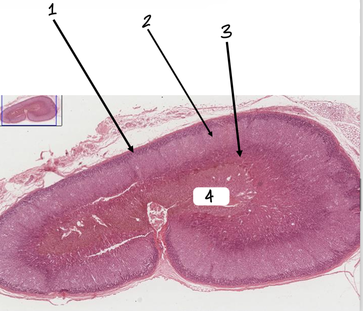 <p>3</p>