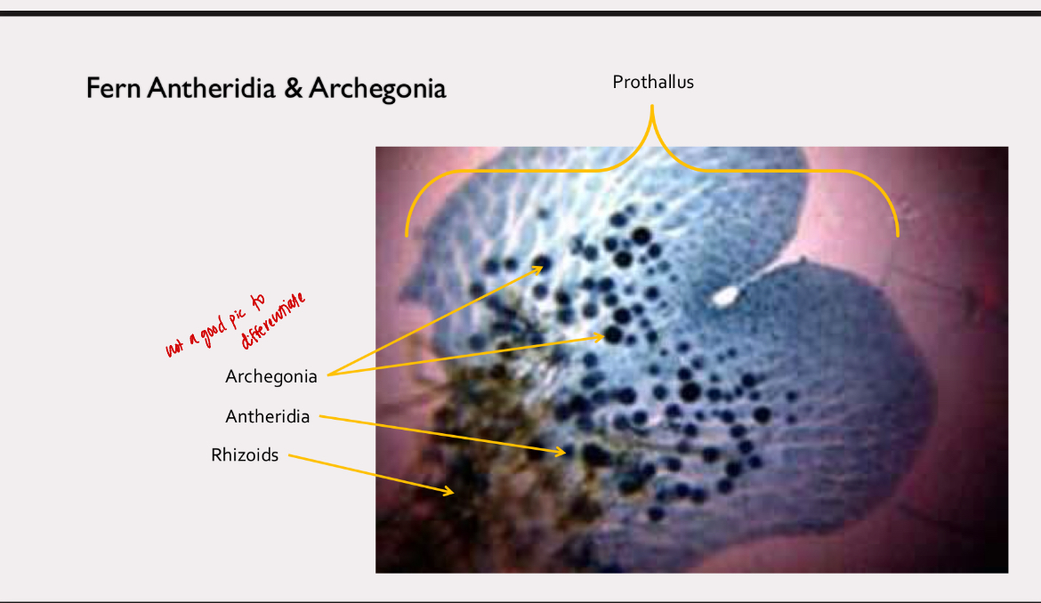 <p>lower tracheophyte</p>