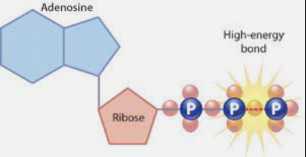 Adenine (Base), 3 Phosphate groups and ribose (sugar).