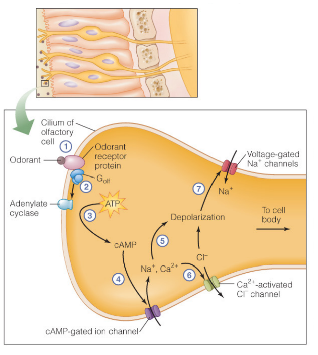 The odorant activates the G protein-coupled receptor.
