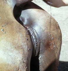 <p>This mare is old and thin, she has faulty closing of the vulvar lips. What condition could result?</p>