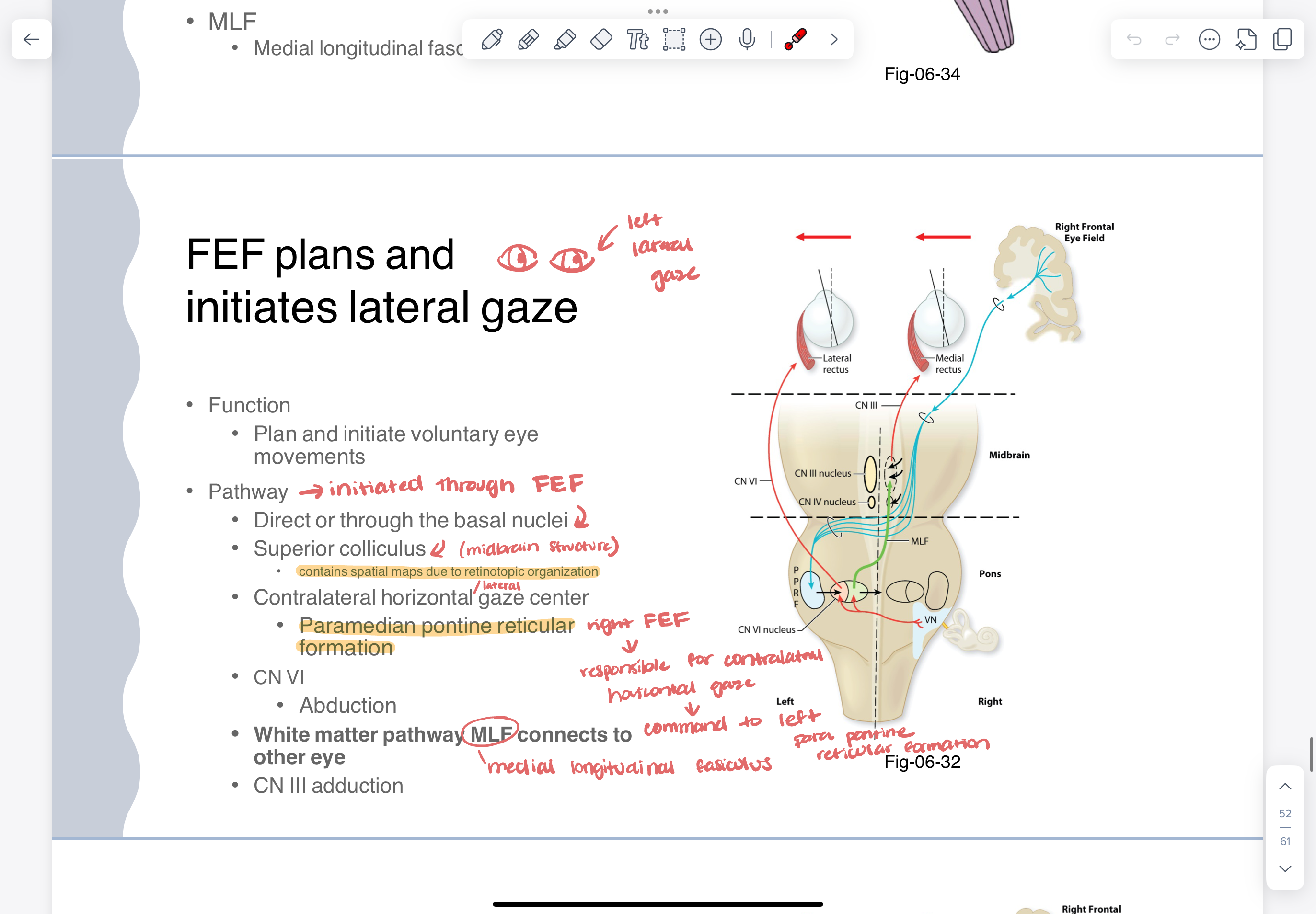 <ul><li><p>function </p><ul><li><p>plan and initiate lateral eye movements </p></li></ul></li><li><p>pathway </p><ul><li><p>initiated through FEF</p></li><li><p> direct or through the basal nuclei</p></li><li><p>superior colliculus </p><ul><li><p>contains spatial maps due to retinotopic organization </p></li></ul></li><li><p>contralateral horizontal/lateral gazes center </p></li><li><p>paramedian pontine reticular formation </p></li><li><p>CN VI —> abduction</p></li><li><p>white matter pathway MLF connects to other eye </p></li><li><p>CN III —> adduction</p></li></ul></li></ul>