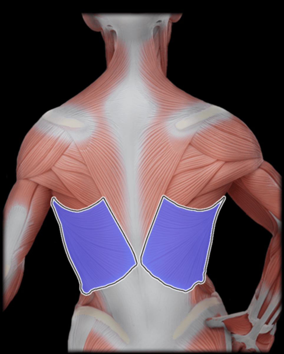 <p>What Muscle Is Highlighted?</p>