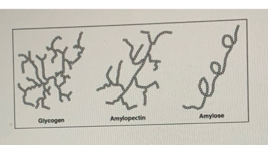 <ul><li><p>large number of alpha glucose molecules per polymer chain</p></li><li><p>Bonded through alpha 1-4 glycosidic bonds</p></li><li><p>alpha 1-6 glycosidic bonds responsible for branching</p></li><li><p>More extensively branched than amylopectin</p></li><li><p>Water insoluble, suits function as storage polysaccharide</p></li><li><p>Function: to maintain blood glucose and provide energy in muscle</p></li></ul>