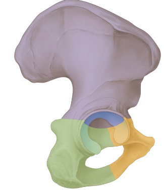 <p>What bone structure is this?</p>