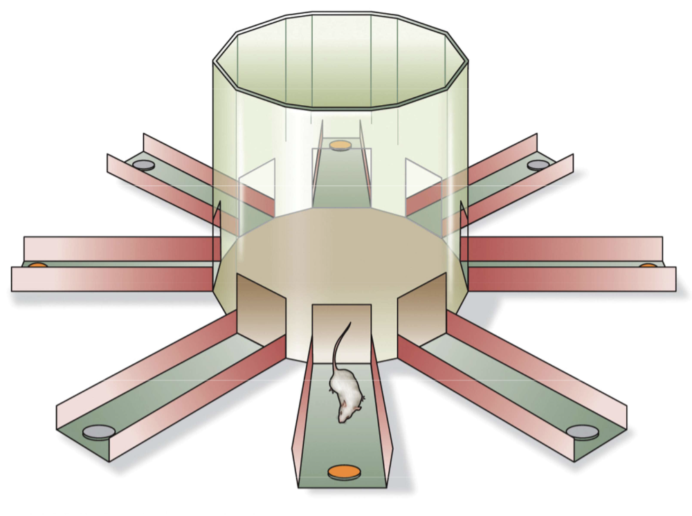 <p>Fig. 12.20 Radial arm maze</p>