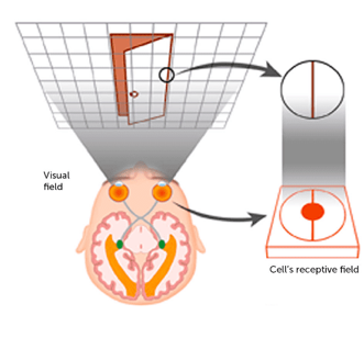<ul><li><p>cells respond regardless of location or size</p></li><li><p>cells respond to global shape properties</p></li><li><p>supports object constancy</p></li><li><p>cells in IT always include fovea - anterior parts of the DORSAL stream have larger RFs but only 60% include the fovea</p></li></ul><p>consequences of a small RF are shown in the image (only gives the brain information about a small portion of the image)</p>