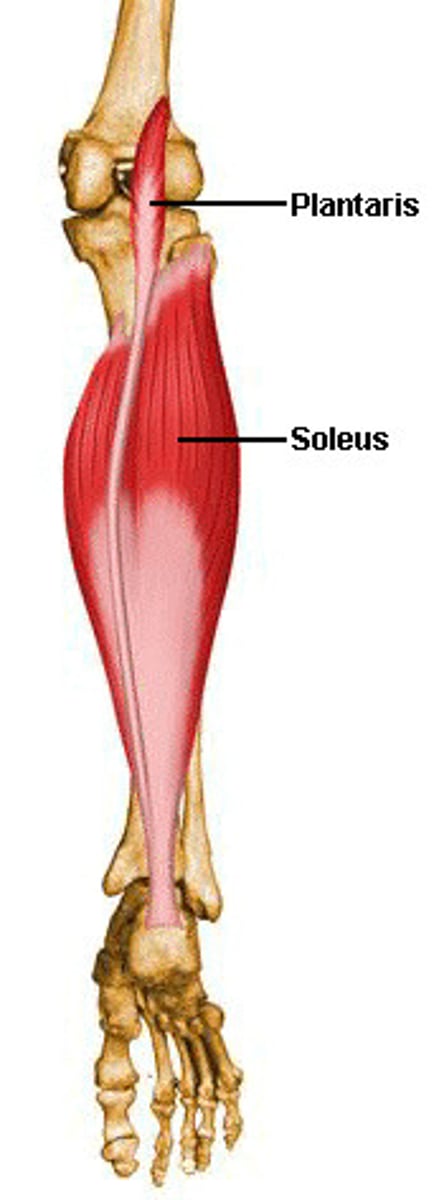<p>-origin: posterior aspect of superior tibia and fibula, head of fibula, interosseous membrane </p><p>-insertion: posterior calcaneus via calcaneal tendon</p><p>-action: PF (PM)</p><p>-innervation: tibial nerve S1-S2</p>