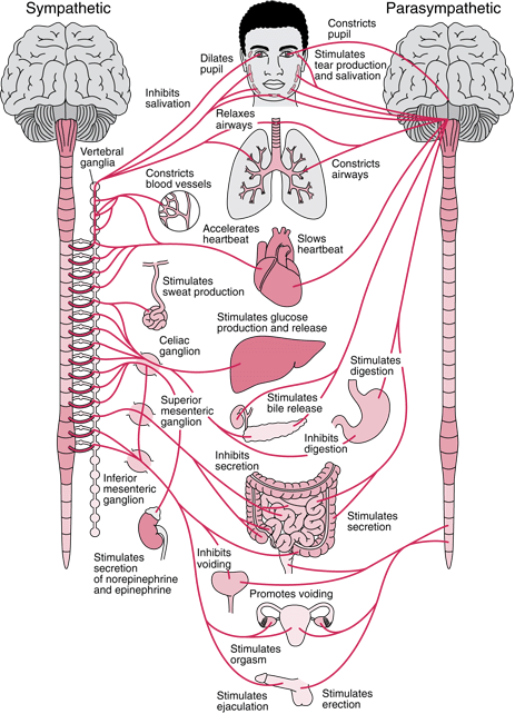 <p>Autonomic Nervous System</p>