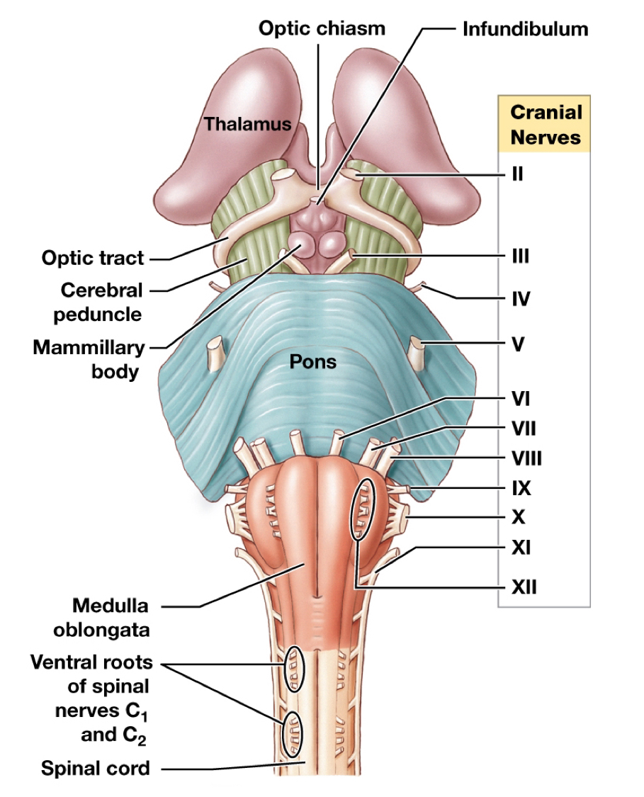 <p>I: Olfactory bulb</p><p><strong>Pons</strong>:</p><p>II: Optic nerve</p><p>III: Ocularmotor nerve</p><p>IV: Trochlear nerve</p><p>V: Trigeminal nerve</p><p>VI: Abducens nerve</p><p>VII: Facial nerve</p><p><strong>Between</strong>: </p><p>VIII: Vestibucochlear nerve</p><p><strong>Medulla Oblongata</strong>:</p><p>IX: Glossopharyngeal nerve</p><p>X: Vagus nerve</p><p>XI: Accessory nerve</p><p>XII: Hypoglossal nerve</p>