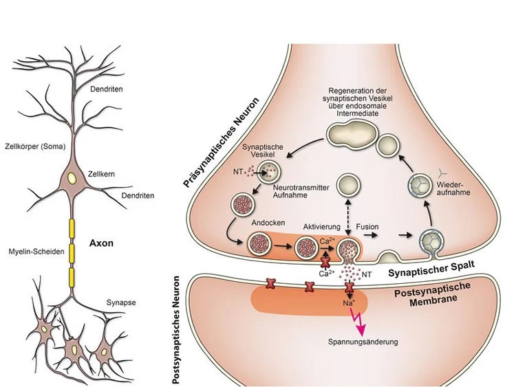 <p>small gap between the axon and dendrite</p>