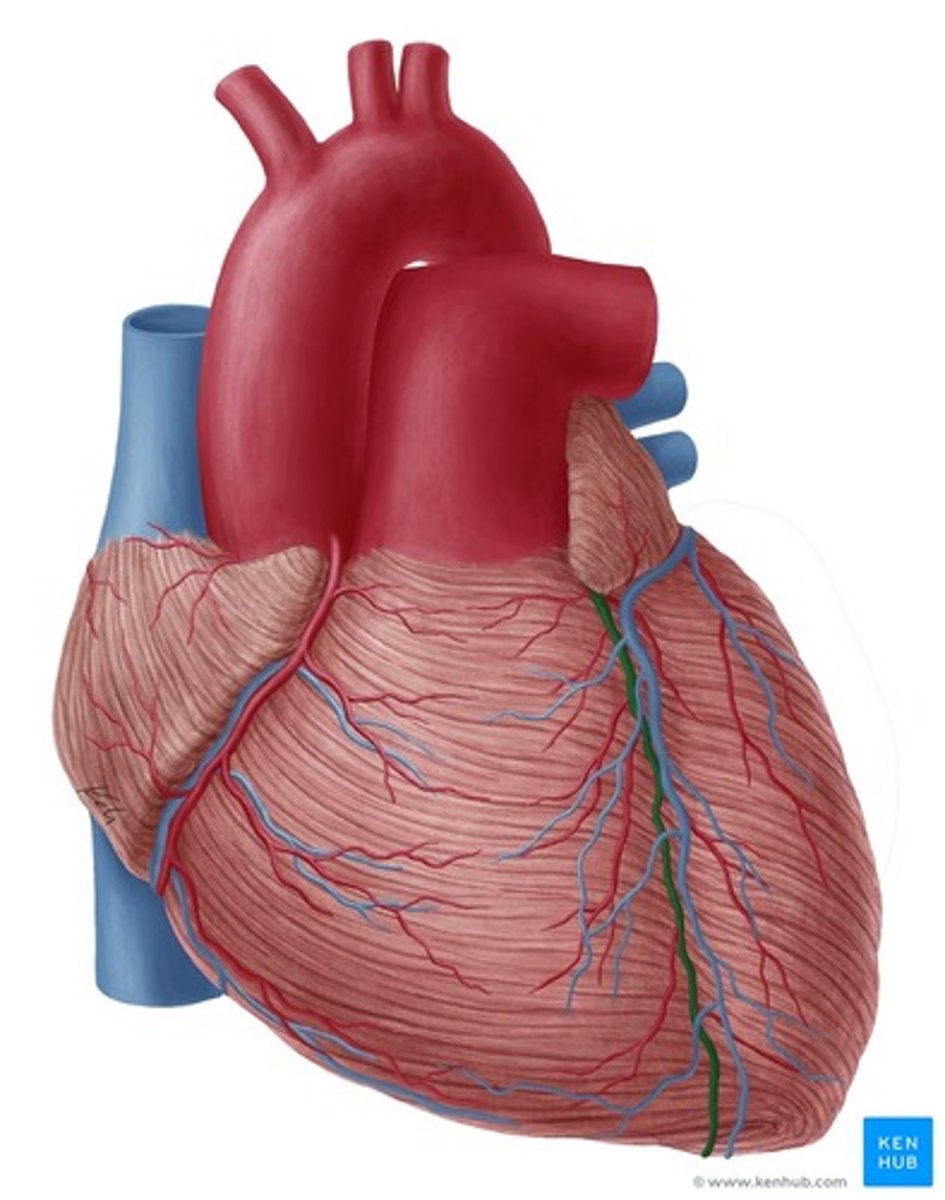<p>anterior interventricular sulcus</p>