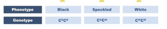 <p><span style="font-family: Arial, sans-serif">When representing alleles, the convention is to use superscripts for the different codominant alleles (recessive still lower case) e.g. black ( C^B) and white (C^w) feathers create a speckled coat (C^BC^w).</span></p>