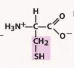 polar, neutral (uncharged) R group
