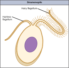 <ul><li><p>two unequal flagella, the longer one with hairs</p></li><li><p>diatoms, brown algae, oomycetes </p></li><li><p>unicellular, colonial, or multicellular </p></li><li><p>acquire plastid via secondary endosymbiosis </p><p></p></li></ul><p></p>