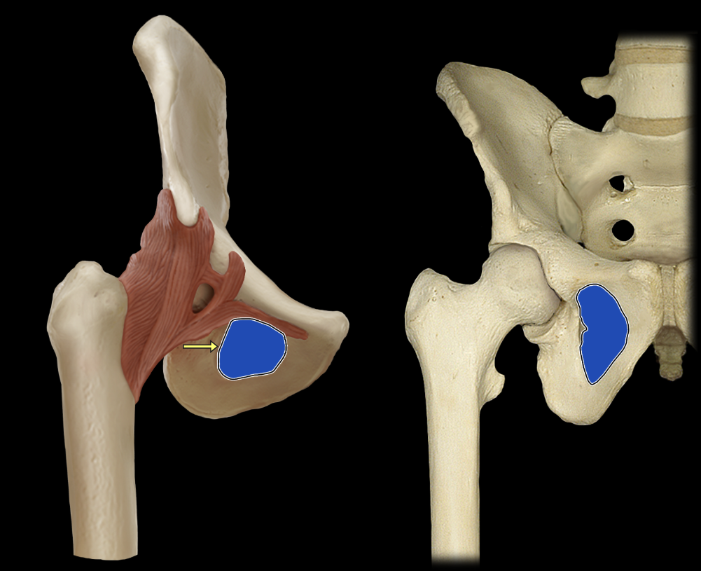 <p>Obturator foramen</p>