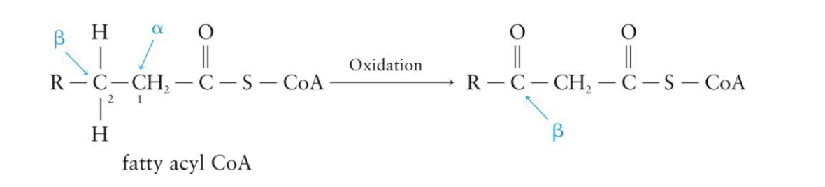 <p>After activation, the fatty acyl CoA molecules that enter the mitochondria are degraded in the fatty acid spiral by β-oxidation</p><ul><li><p>the second (beta) carbon is oxidized to a ketone</p></li></ul><p></p><p></p>