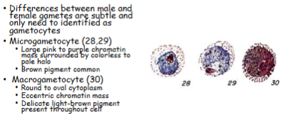 <p>What is the genus, species, and stage of this parasite?</p>