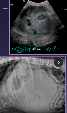 <p><span>Splenic Neoplasia</span></p>