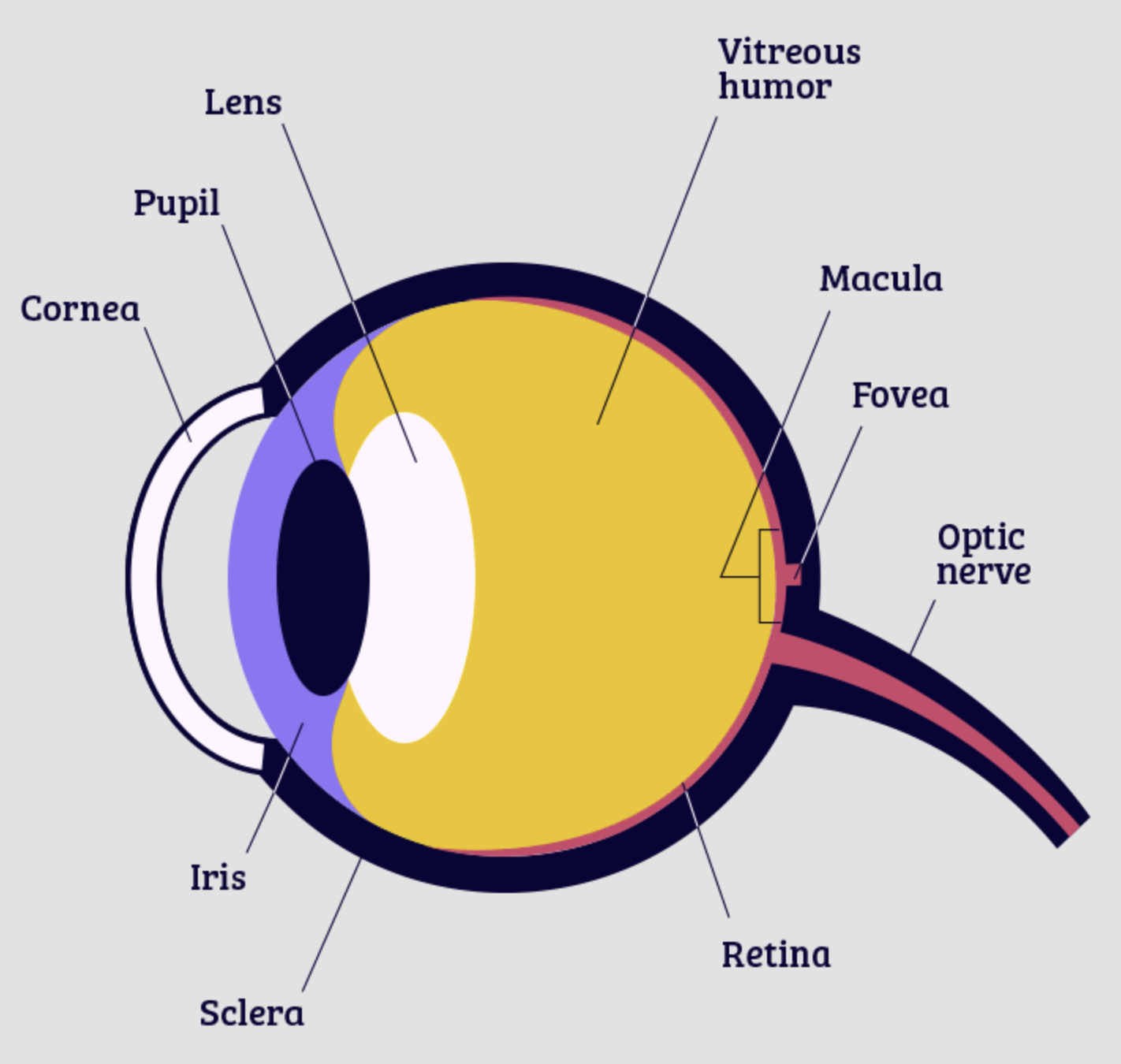 <p>Cornea </p>