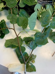 Tilia euchlora
