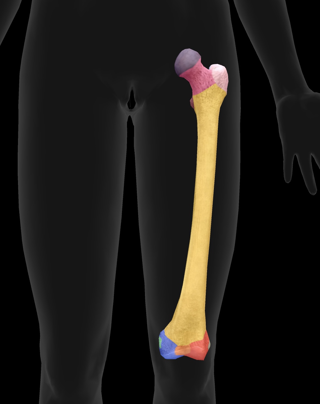 <p>longest bone of our body, located between the hip & knee </p>