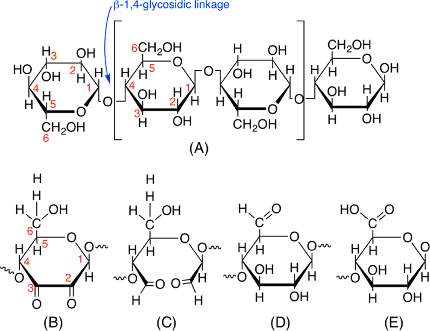 <ul><li><p>straight chain of B-glucose held together by B1-4 glycosidic linkages</p></li><li><p>every second glucose molecule is inverted</p></li></ul><p></p>