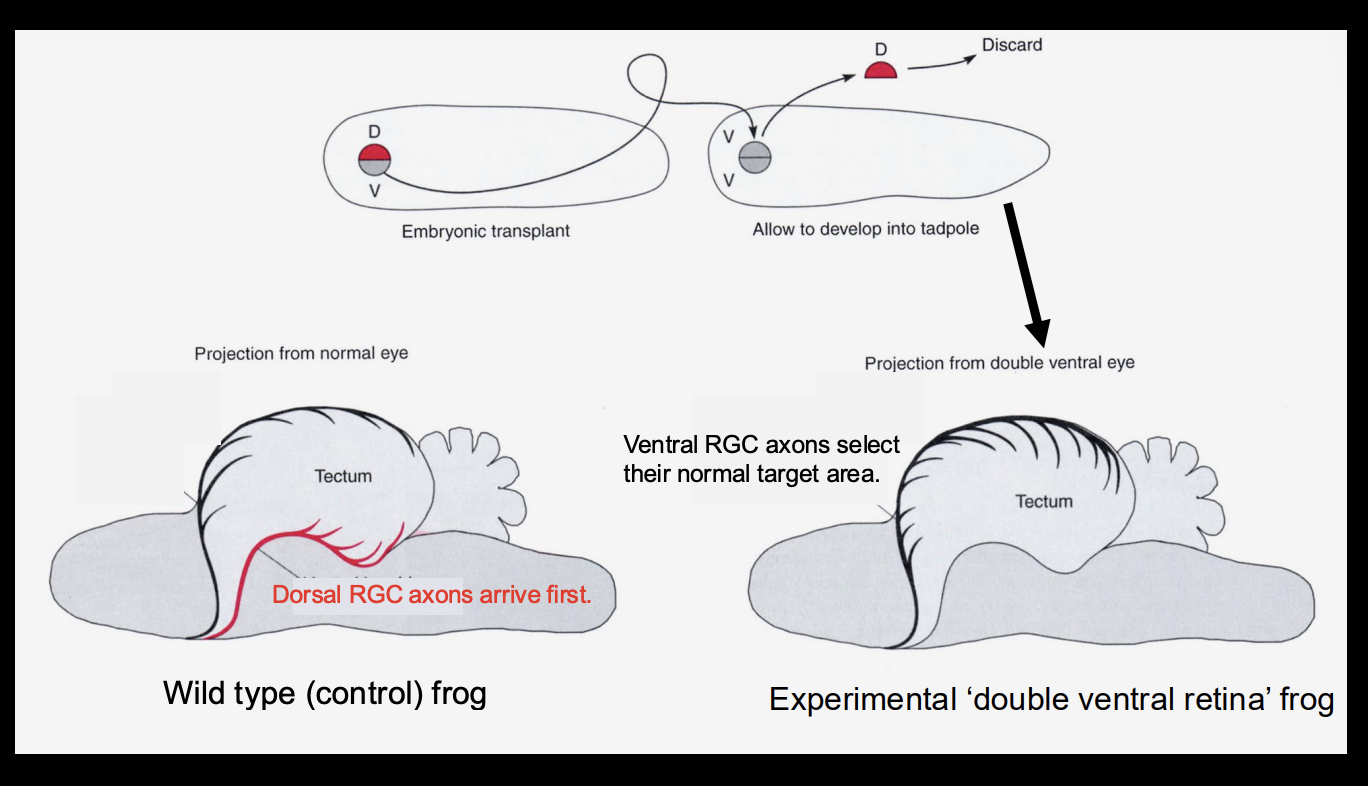 <p>Procedure: See when/where the the RGC in the dorsal and ventral arrive in </p><ul><li><p>WT</p></li><li><p>Retina with dorsal side replaced with another ventral (double ventral)</p></li></ul><p>Results</p><ul><li><p>Wild-type→ <strong>Dorsal</strong> Root Ganglion cells arrive first</p></li><li><p>double ventral→ ventral RGC→ select their normal target area</p></li></ul><p>Conclusion:</p><ul><li><p>it is <strong>not</strong> about the timing of when the RGCs</p></li><li><p>there <strong>is</strong> some kind of patterning</p></li><li><p>it is not just about which part if filled up first</p><ul><li><p>(other wise you should get the WT phenotpye in the double ventral one)</p></li></ul></li></ul><p></p>
