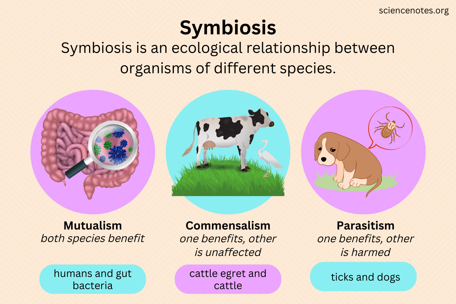 
1. Commensalism is when one of the 2 organisms benefits from the symbiosis
2. Mutualism is when both organisms benefit from the symbiosis
3. Parasitism is when one organism benefits (parasite) and the other organism is harmed (host) from the symbiosis