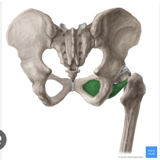 <p><em>table 5, 7, deep, more medial next to pectineus</em></p>