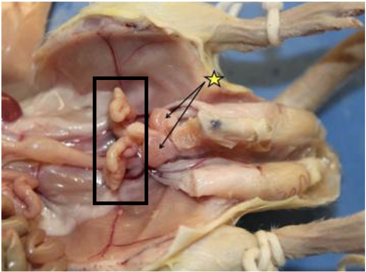 <p>What structure in the male reproductive tract is outlined in the black box? </p>