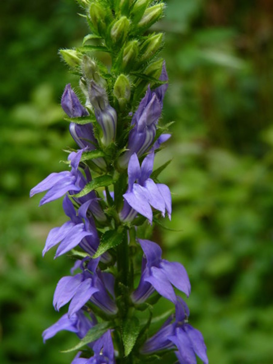 <ul><li><p>simple alternate toothed leaves</p></li><li><p>upright flowers</p></li></ul><p>Species</p>
