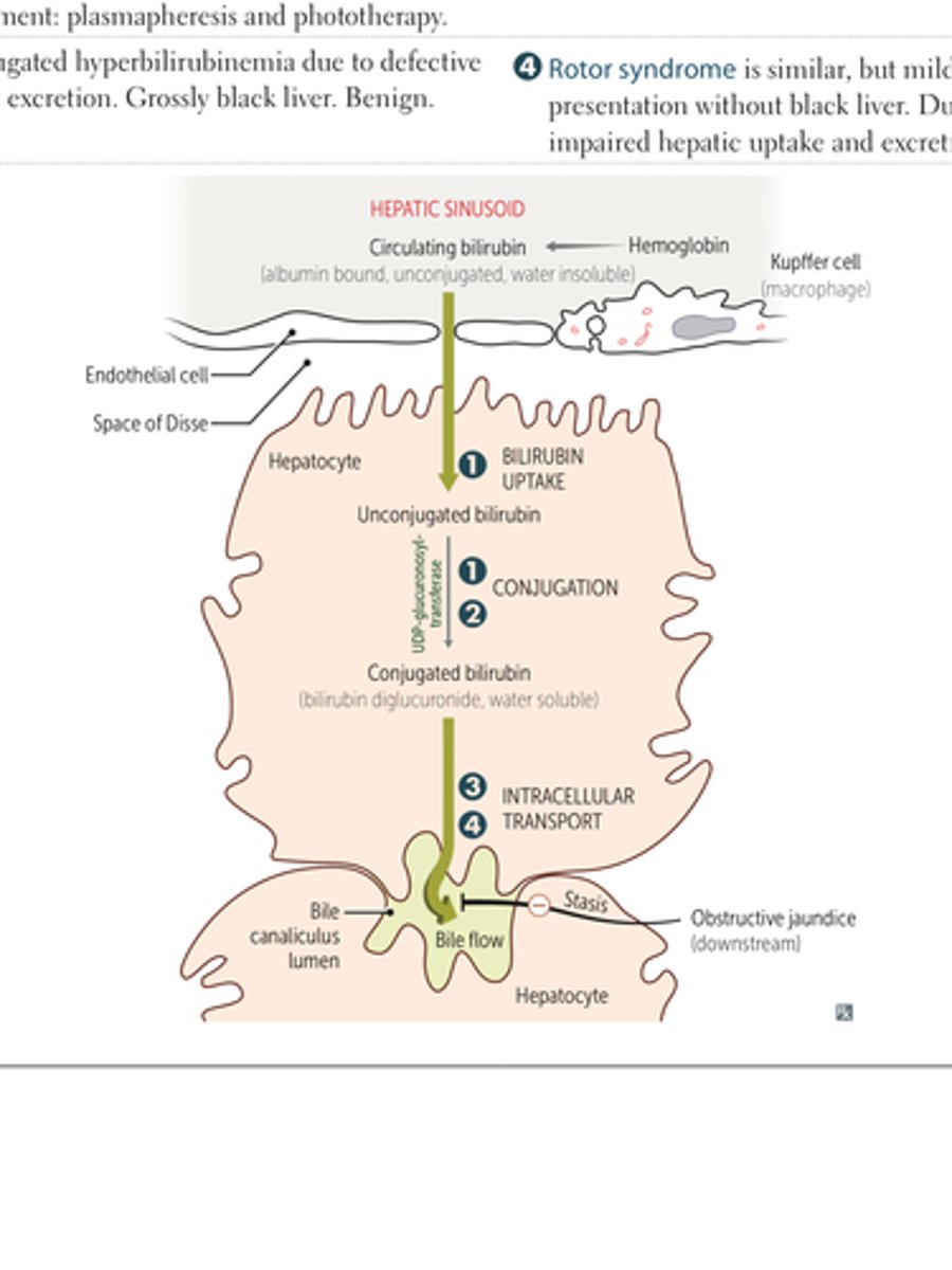 <p>autosomal recessive, conj hyperbilirubinemia, defect in bili transport, black color to liver p239</p>