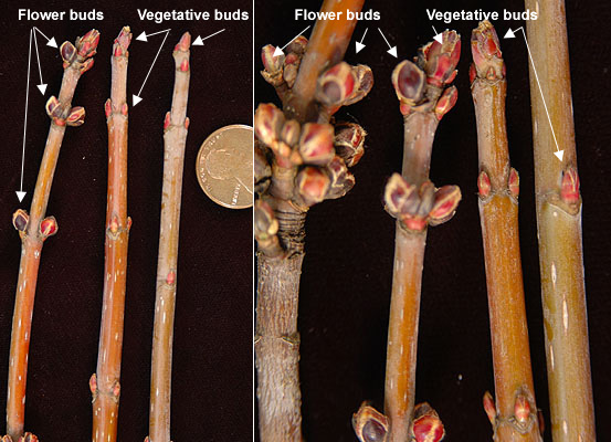 5 lobes, opposite, very deep/shaggy sinuses 

underside is “silver”

very shaggy peeling bark

river flood plain tree

shallow rooted and weak wooded