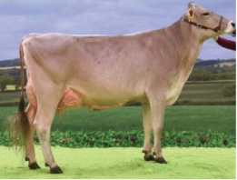 <p>Brown Swiss</p>