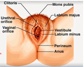<p>superior portion beneath the mons pubis</p>