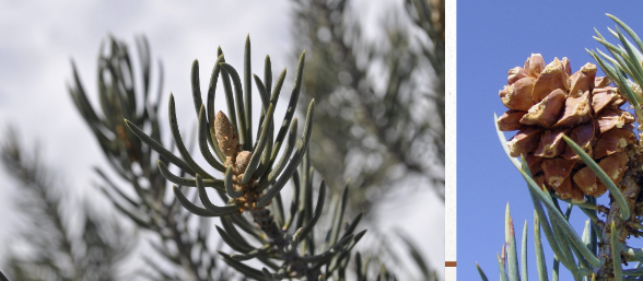 <ul><li><p>edible seeds/nuts</p></li><li><p>influence soil in which they grow by increasing concentrations of macro/micro nutrients</p></li><li><p>single needle bunch</p></li></ul><p></p>