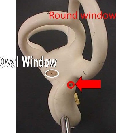 other end of cochlea, moves opposite the oval window