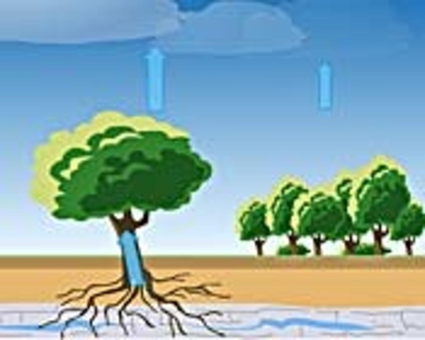 <p>evaporation of water from plants</p>