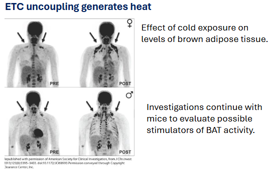 <ul><li><p>Cold exposure <strong>stimulates BAT activity</strong> (arrows show regions with higher metabolic activity).</p></li><li><p>Research continues using <strong>mice models</strong> to explore <strong>ways to stimulate BAT activity</strong> — possibly leading to <strong>safer metabolic interventions</strong>.</p></li></ul><p></p>