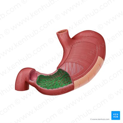 <p>folds in the lining of the stomach that allow for expansion when the stomach is filled with food.</p>