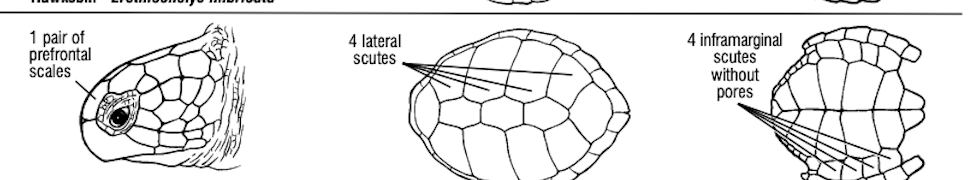 <p>What turtle species has 1 pair of prefrontal scales, 4 lateral scutes, and 4 inframarginal scutes without pores?</p>