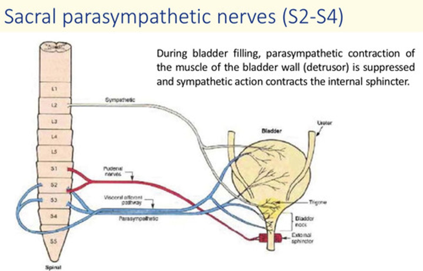 <p>During bladder filling, parasympathetic contraction of the detrusor is suppressed and sympathetic action contracts the internal sphincter</p>