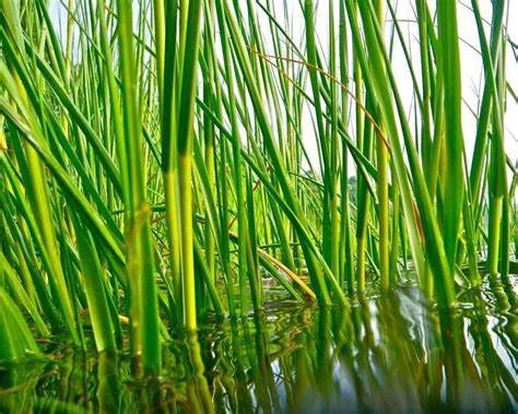 Family: Poaceae

SN: Spartina alterniflora