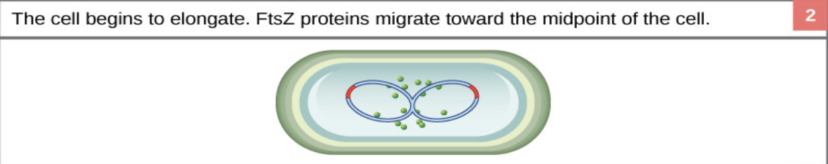 <ul><li><p>The two DNA copies attach to <strong>different parts of the cell membrane</strong></p></li></ul><p></p>