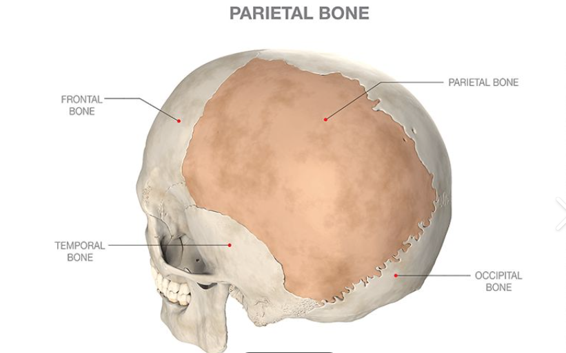 <p>P<span><span>arietal bones</span></span></p>