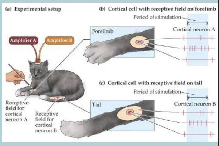 <p>Sensory receptive fields:</p><ul><li><p>Usually exhibit a CENTRE-SURROUNDED arrangement&nbsp;</p></li><li><p>Neurons at each level of the hierarchy have RECEPTIVE FIELDS - progressively more complex&nbsp;</p></li></ul><p></p>