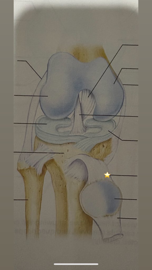 <p>name the starred structure</p>