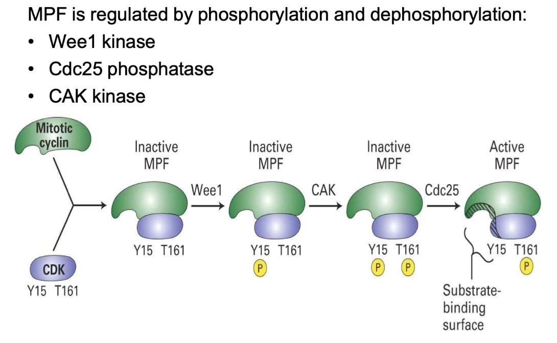 <ul><li><p><strong>Cyclin binding</strong> to CDK (Cdc2) → required for activity</p></li><li><p><strong>Wee1 kinase</strong> → phosphorylates <strong>Y15</strong> (inhibitory) → MPF off</p></li><li><p><strong>CAK kinase</strong> → phosphorylates <strong>T161</strong> (activating) → not enough alone</p></li><li><p><strong>Cdc25 phosphatase</strong> → removes phosphate from <strong>Y15</strong> → MPF fully activated</p></li><li><p><strong>Double mutant (no Wee1 &amp; Cdc25)</strong> → slow division shows <strong>CAK alone works</strong>, but less efficient and synchronized</p></li><li><p>Multiple regulators = <strong>tight, efficient cell cycle control</strong></p></li></ul><p></p>