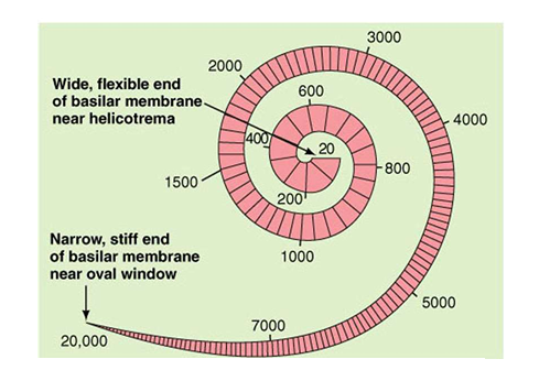 <p>describe the basilar membrane</p>